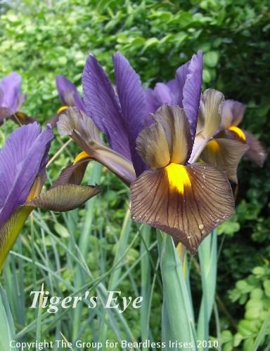 Tiger's Eye (2)